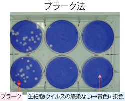 SEK抗ウイルス加工生地使用敷布団