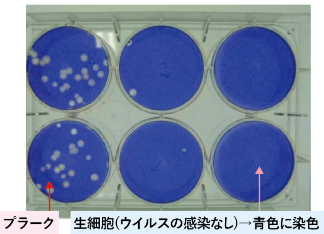 SEk抗ウイルス　プラーク