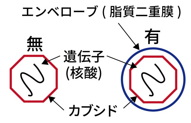 SEk抗ウイルス　構造